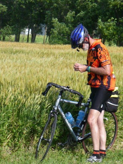 Examining the Wheat