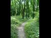 Lawrence River Trail - The trail runs through open grassy areas and among vine-covered trees.