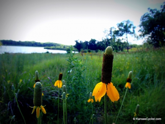Nebo State Fishing Lake - Wildflowers - Prairie Coneflowers at Nebo State Fishing Lake in Jackson County, Kansas.