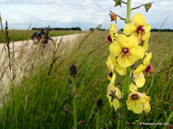 Roadside Flowers