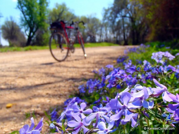 Blue Phlox