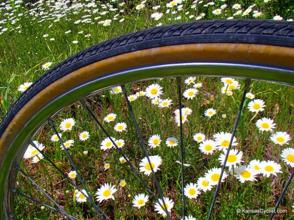 Roadside Daisies