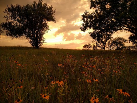 Black-Eyed Susans near sunset at Melvern Lake.