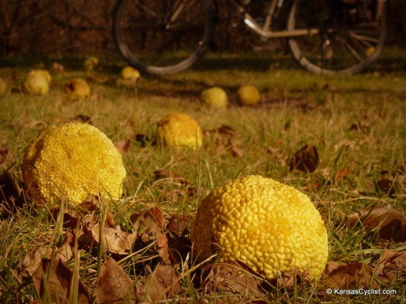 Hedge Apples