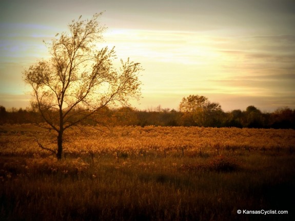 Late Autumn Afternoon