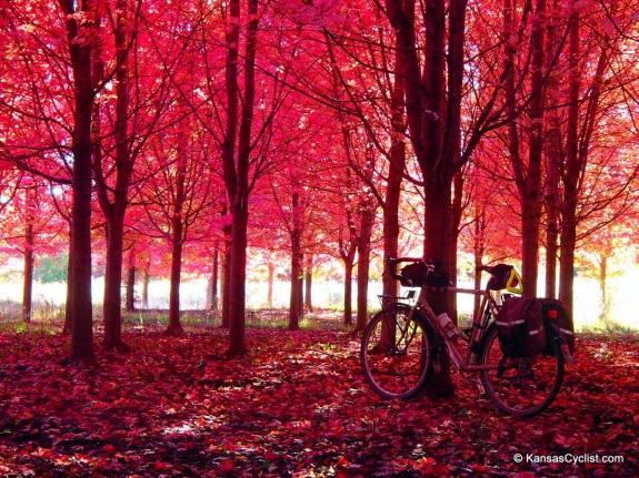 Pink Autumn Scene