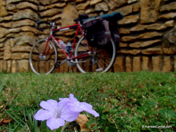 Prairie Petunia