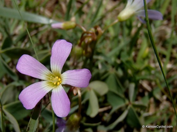 Small Purple Flower