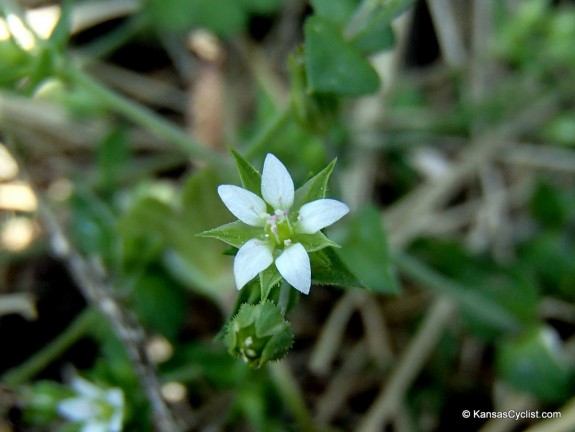 Thyme-Leaf Sandwort