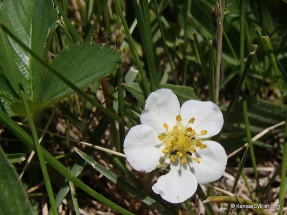 Wild Strawberry Blossom