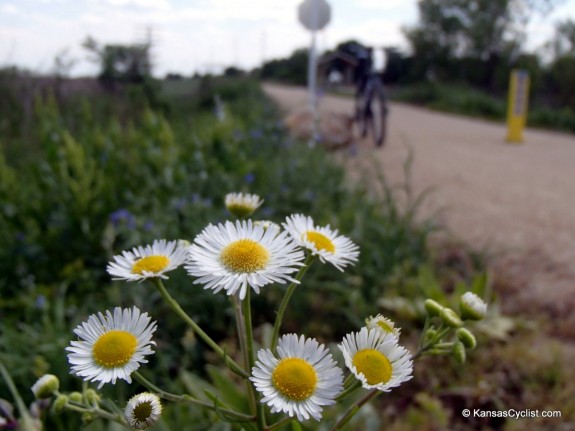 Wildflowers2014 - Annual Fleabane