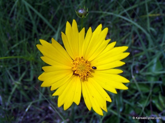 Wildflowers2014 - Bigflower Coreopsis