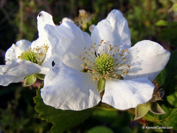 Wildflowers2014 - Blackberry