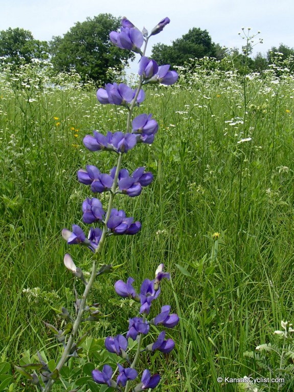 Wildflowers2014 - Blue Wild Indigo