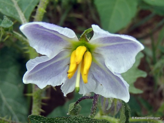 Wildflowers2014 - Carolina Horse-Nettle