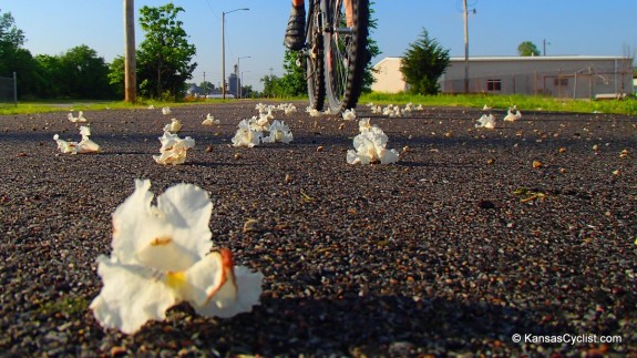 Wildflowers2014 - Catalpa