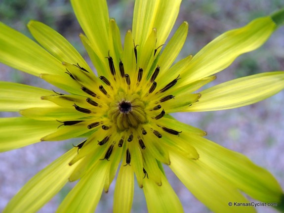 Wildflowers2014 - Goat's Beard