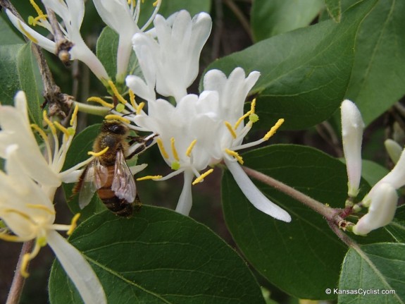 Wildflowers2014 - Honeysuckle