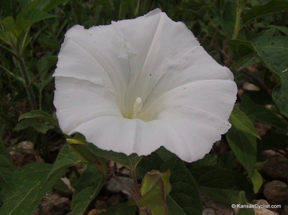 Wildflowers2014 - Macoun's Hedge-Bindweed