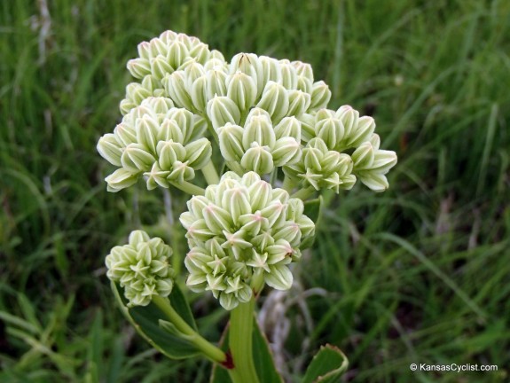 Wildflowers2014 - Milkweed 1