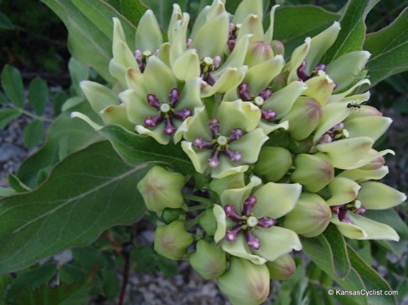 Wildflowers2014 - Milkweed 2