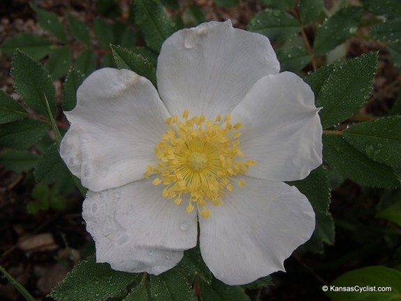 Wildflowers2014 - Multiflora Rose