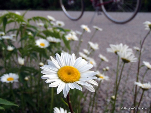 Wildflowers2014 - Ox-Eye Daisy