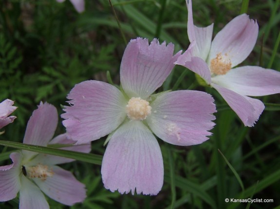 Wildflowers2014 - Pale Poppy Mallow