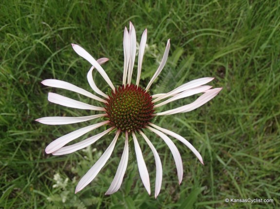 Wildflowers2014 - Pale Purple Coneflower