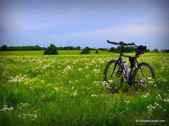 Prairie Wildflowers