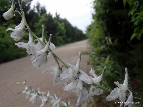 Wildflowers2014 - Prairie Larkspur