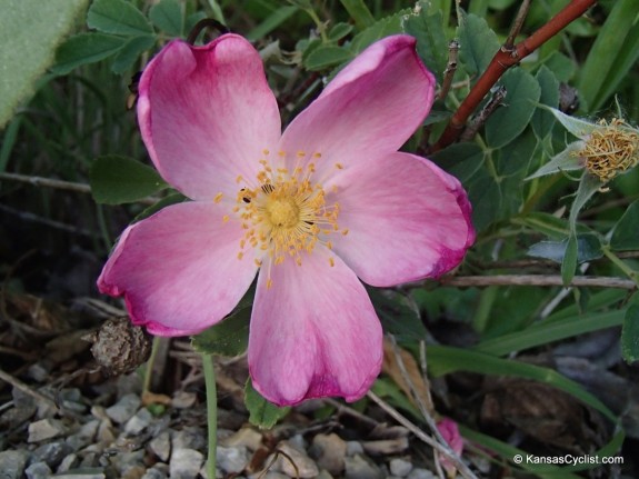 Wildflowers2014 - Prairie Wild Rose