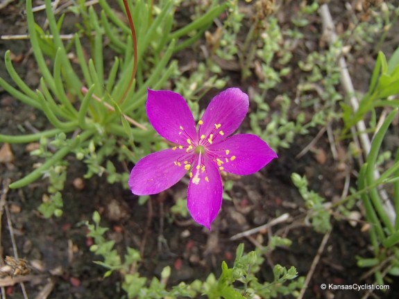 Wildflowers2014 - Rockpink