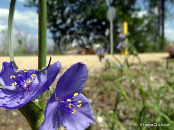 Wildflowers2014 - Spiderwort