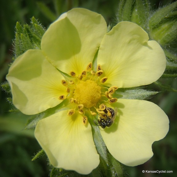 Wildflowers2014 - Sulphur Cinquefoil 2