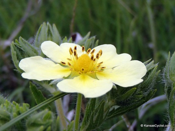 Wildflowers2014 - Sulphur Cinquefoil