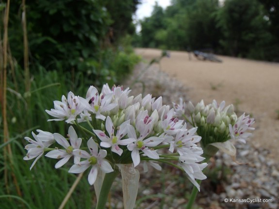 Wildflowers2014 - Wild Onion