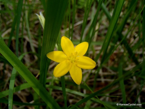 Wildflowers2014 - Yellow Stargrass